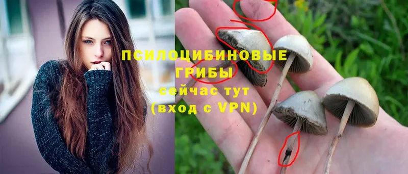 Галлюциногенные грибы Magic Shrooms Знаменск