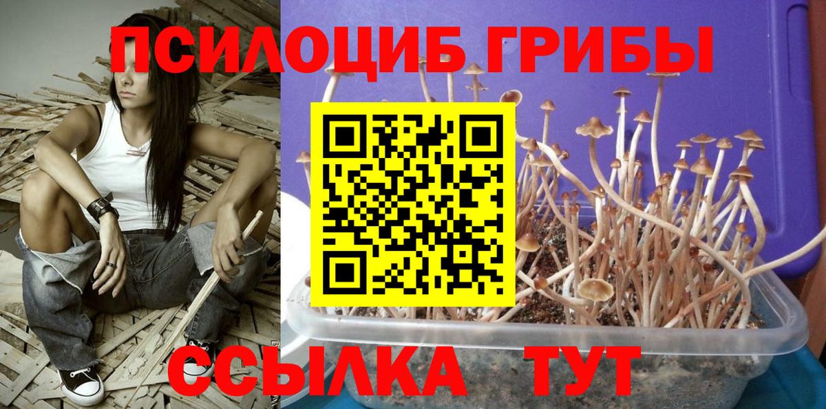 Знаменск  Галлюциногенные грибы Cubensis  Вход с VPN 