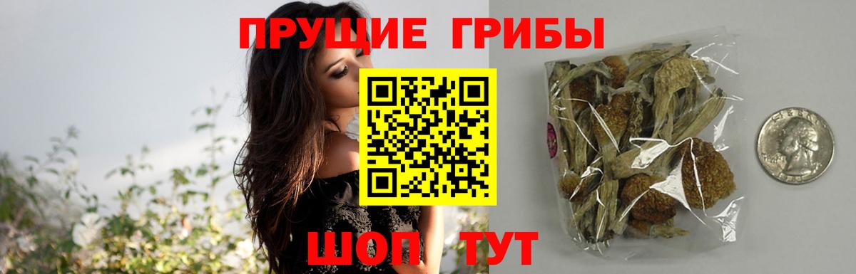 Псилоцибиновые грибы MAGIC MUSHROOMS  Псилоцибиновые грибы прущие грибы  продажа наркотиков  Знаменск 